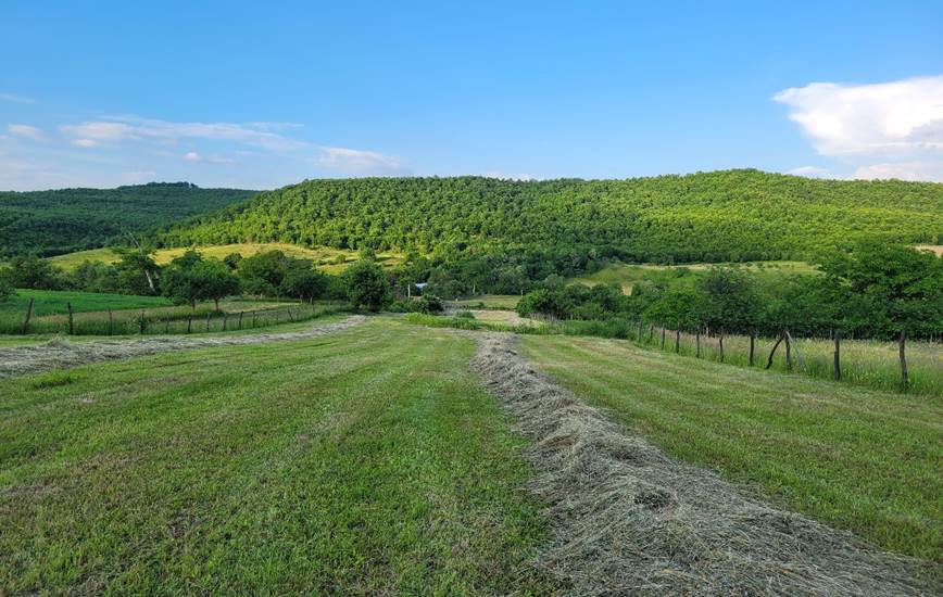 A green field with trees and a blue sky

Description automatically generated